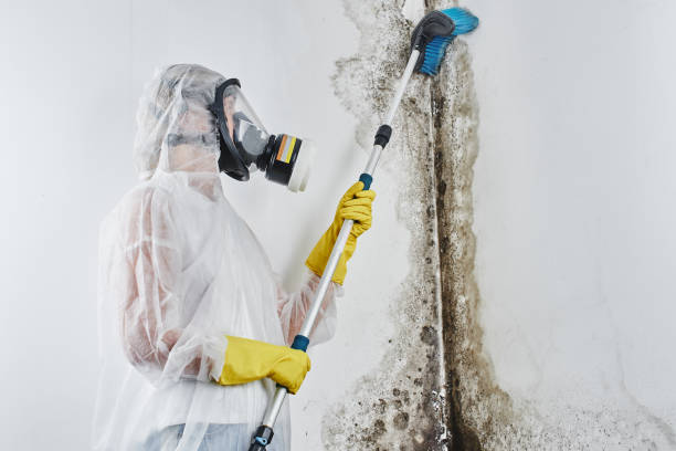 Attic Mold Removal in North Lindenhurst, NY