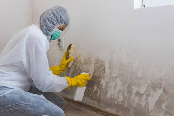 Best Toxic Mold Removal  in North Lindenhurst, NY