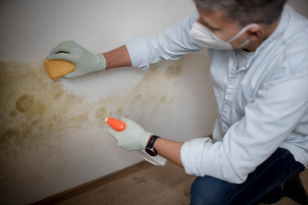 Best Residential Mold Removal  in North Lindenhurst, NY