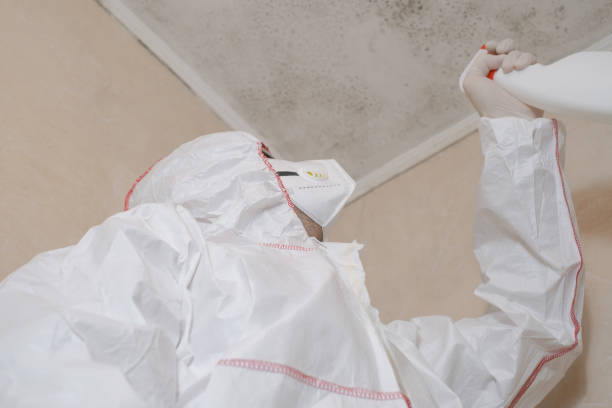 Certified Mold Removal in North Lindenhurst, NY