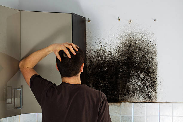 Professional Mold Removal in North Lindenhurst, NY